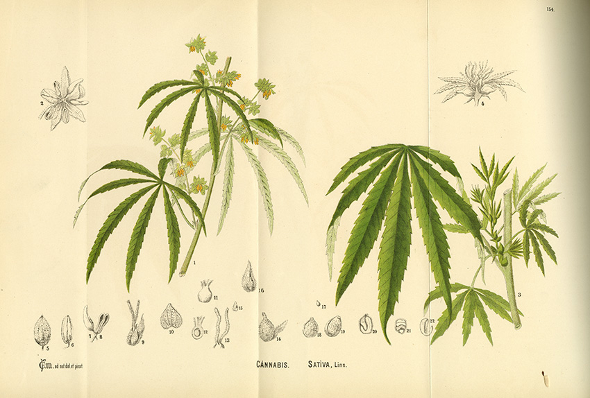 scientific drawing of cannabis plant
