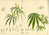 Scientific drawing of the plant cannabis sativa (marijuana).