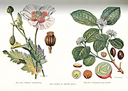 Scientific drawing of the plant Papaver somniferum (opium).