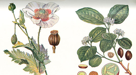 Scientific drawing of the plant Papaver somniferum (opium)
