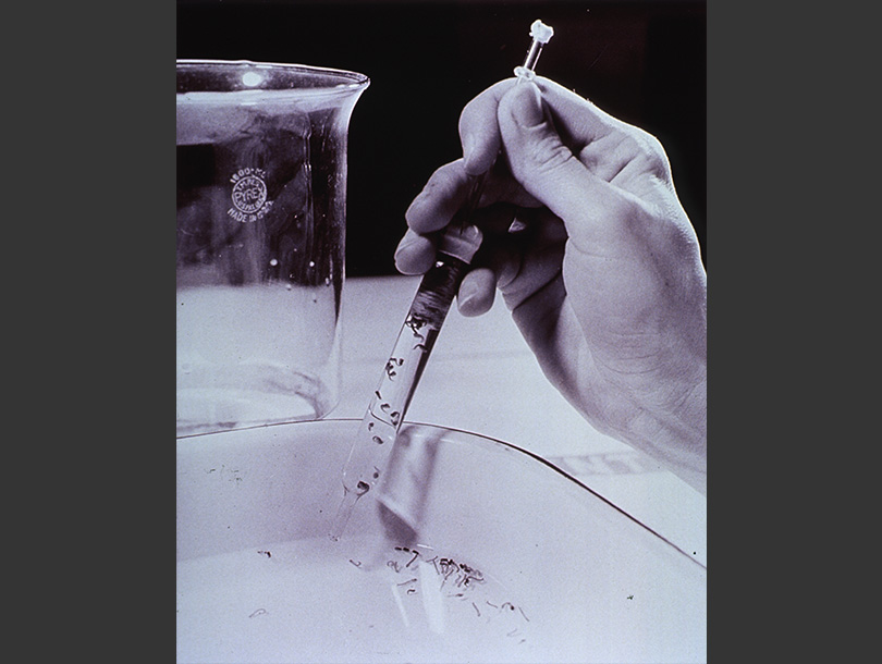 A photo of a white person’s hand holding a pipette full of mosquito larvae in liquid
