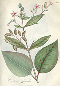 A lithograph of a plant