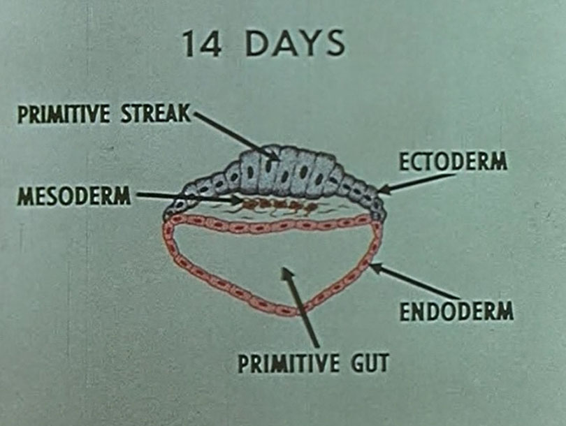 Illustration of embryonic development at 14 days