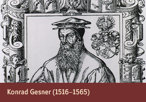 Konrad Gesner (1516–1565) <a href='onlineactivities03.html'>3. Konrad Gesner (1516–1565)</a>
<h3> </h3>
<h4>Konrad Gesner from <em>Konrad Gessner als Gärtner</em> (Konrad Gesner as a gardener), 1948</h4>
<h5>Creator: Diethelm Fretz
<br>Courtesy National Library of Medicine<br /></h5>
<p>Konrad Gesner was a Swiss naturalist whose 1551 publication, <em>Historiae Animalium</em>, is considered one of the first examples of modern zoology. Unlike earlier thinkers, Gesner included not only Greek and Biblical descriptions of animals in his writings, but also information that he had gained from dissection.</p>