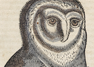 A feathered owl with a long pointy beak.