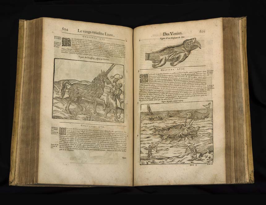 Pages of a book with text and an illustration of a long haired unicorn.
