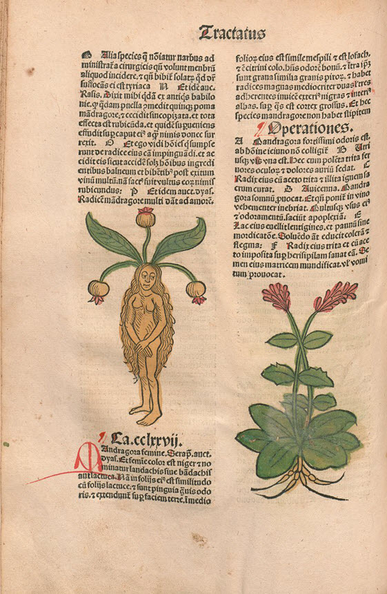 Page view with a long haired woman with leaves and bulbs coming out of her head.
