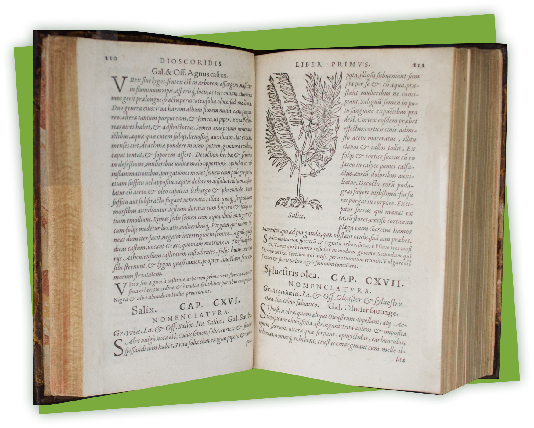 An open book showing text and an illustration of a plant