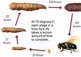 Lifecycle of a blow fly