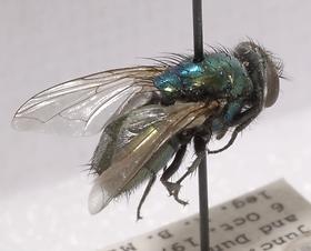 Adult Green Blow Fly (Phaenicia sericata)