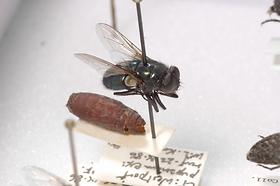 Adult Black Blow Fly and Puparia (Phormia regina)