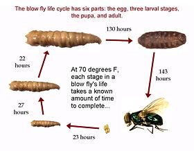 Life cycle of a blow fly