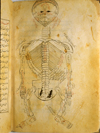 Folio 12b of Ibn Ilyās' Tashrīḥ-i badan-i insān (The Anatomy of the Human Body) featuring a skeleton, viewed from behind with the head hyperextended so that the mouth is at the top of the page in inks and opaque watercolors. The paper is thick, creamy, opaque and burnished with faint irregular laid lines.
