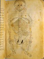 Folio 12b of Ibn Ilyās' Tashrīḥ-i badan-i insān (The Anatomy of the Human Body) featuring a skeleton, viewed from behind with the head hyperextended so that the mouth is at the top of the page in inks and opaque watercolors. The paper is thick, creamy, opaque and burnished with faint irregular laid lines.