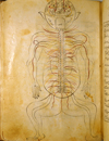 Folio 18a of Ibn Ilyās' Tashrīḥ-i badan-i insān (The Anatomy of the Human Body) featuring the nervous system, with the figure drawn from the back and the nerves indicated in opaque watercolor. The paper is thick, creamy, opaque and burnished with faint irregular laid lines.