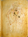 Folio 25b of Ibn Ilyās' Tashrīḥ-i badan-i insān (The Anatomy of the Human Body) featuring the venous system, with the figure drawn frontally and the internal organs indicated in opaque watercolors. The paper is thick, creamy, opaque and burnished with faint irregular laid lines.