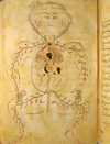 Folio 28a of Ibn Ilyās' Tashrīḥ-i badan-i insān (The Anatomy of the Human Body) featuring the arterial figure, shown frontally with the internal organs indicated in opaque watercolours. The paper is thick, creamy, opaque and burnished with faint irregular laid lines.