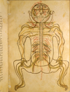 Folio 11b of Ibn Ilyās' Tashrīḥ-i badan-i insān (The Anatomy of the Human Body) featuring the nervous system, also viewed from the back with the head hyperextended. The pairs of nerves are indicated by inks of contrasting colours. The paper is smooth, strong, opaque, fairly thick, and burnished.