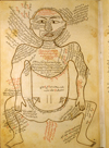 Folio 13a of Ibn Ilyās' Tashrīḥ-i badan-i insān (The Anatomy of the Human Body) featuring the muscle figure, shown frontally, with extensive captions describing the muscles. The paper is smooth, strong, opaque, fairly thick, and burnished.