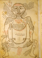 Folio 13a of Ibn Ilyās' Tashrīḥ-i badan-i insān (The Anatomy of the Human Body) featuring the muscle figure, shown frontally, with extensive captions describing the muscles. The paper is smooth, strong, opaque, fairly thick, and burnished.