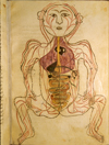 Folio 16b of Ibn Ilyās' Tashrīḥ-i badan-i insān (The Anatomy of the Human Body) featuring the venous system, with the figure drawn frontally and the internal organs indicated in opaque watercolors. The paper is smooth, strong, opaque, fairly thick, and burnished.