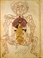 Folio 18a of Ibn Ilyās' Tashrīḥ-i badan-i insān (The Anatomy of the Human Body) featuring the arterial figure, shown frontally with the internal organs indicated in opaque watercolours. The paper is smooth, strong, opaque, fairly thick, and burnished.