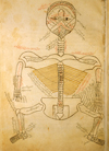 Folio 8a of Ibn Ilyās' Tashrīḥ-i badan-i insān (The Anatomy of the Human Body) featuring a skeleton, viewed from behind with the head hyperextended so that the mouth is at the top of the page in inks and opaque watercolors. The paper is smooth, strong, opaque, fairly thick, and burnished.