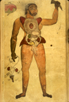 Folio 555a from MS P 20 featuring an illustration, in ink and opaque watercolors, of a male figure with his abdomen and chest opened to reveal the internal organs. His right hand holds a second set of genitalia, and a horn is in his other hand, with a sketch of the liver and gallbladder in the upper left corner.