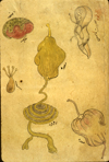 Folio 556b from MS P 20 featuring drawings of individual organs in inks and opaque watercolors. Illustated are [in upper left] the liver with gallbladder, [in the center] the stomach with intestines, [lower left] the testicles, [lower right] a detail of the stomach, and something unidentified in upper right corner.