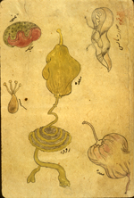 Folio 556b from MS P 20 featuring drawings of individual organs in inks and opaque watercolors. Illustated are [in upper left] the liver with gallbladder, [in the center] the stomach with intestines, [lower left] the testicles, [lower right] a detail of the stomach, and something unidentified in upper right corner.