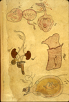 Folio 557a from MS P 20 featuring drawingsof individual organs, in inks and opaque watercolors. Illustrated are [at top] a composite rendering of the tongue, larynx, heart, trachea, stomach, and liver; [left] a composite drawing of the ureters, urethra, kidneys, testicles, and penis; [right] the external female genitalia; and [at bottom] a composite rendering of the internal female genitalia with a gravid uterus.