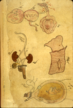 Folio 557a from MS P 20 featuring drawingsof individual organs, in inks and opaque watercolors. Illustrated are [at top] a composite rendering of the tongue, larynx, heart, trachea, stomach, and liver; [left] a composite drawing of the ureters, urethra, kidneys, testicles, and penis; [right] the external female genitalia; and [at bottom] a composite rendering of the internal female genitalia with a gravid uterus.