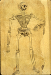 Folio 558b from MS P 20 featuring a drawing in ink and light-gray wash of a skeleton leaning on a pedestal.