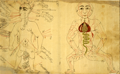 Folio A of MS P 5 which features two drawn figures. The figure on the left is a bloodletting figure having points labeled that were thought best for phlebotomy. The figure on the right is a figure, drawn frontally, showing the venous system. The paper has vertical, rather wavy, laid lines and single chain lines.