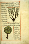 Folio 152b of of Zakarīyā’ ibn Muḥammad al-Qazwīnī's ‘Ajā’ib al-makhlūqāt wa-gharā’ib al-mawjūdāt  (Marvels of Things Created and Miraculous Aspects of Things Existing) featuring two different types of trees drawn in opaque watercolors and ink within the text. The thin, fragile, beige paper has indistinct vertical laid lines. The text is written in a rather casual ta‘liq script with a tendancy toward naskh, using black ink with headings in red and red overlinings. The text is written within frames of double red lines, with some rectangular areas framed in single red lines and extending into the margins.