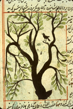 Folio 164a of of Zakarīyā’ ibn Muḥammad al-Qazwīnī's ‘Ajā’ib al-makhlūqāt wa-gharā’ib al-mawjūdāt  (Marvels of Things Created and Miraculous Aspects of Things Existing) featuring a small bird perched in a tree drawn in opaque watercolors and ink within the text. The thin, fragile, beige paper has indistinct vertical laid lines. The text is written in a rather casual ta‘liq script with a tendancy toward naskh, using black ink with headings in red and red overlinings. The text is written within frames of double red lines, with some rectangular areas framed in single red lines and extending into the margins.