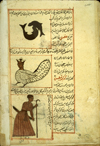 Folio 30b of of Zakarīyā’ ibn Muḥammad al-Qazwīnī's ‘Ajā’ib al-makhlūqāt wa-gharā’ib al-mawjūdāt  (Marvels of Things Created and Miraculous Aspects of Things Existing) featuring three constellations: above, the zodiacal constellation of Pisces, in the middle, the southern constellation of Cetus shown here as a harpy wearing a crown, and, below, the constellation of Orion depicted as a man carrying a sword in is left hand and a shepherd's staff in his right drawn in opaque watercolors and ink within the text. The thin, fragile, beige paper has indistinct vertical laid lines. The text is written in a rather casual ta‘liq script with a tendancy toward naskh, using black ink with headings in red and red overlinings. The text is written within frames of double red lines, with some rectangular areas framed in single red lines and extending into the margins.