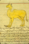 Folio 123b from Zakarīyā’ ibn Muḥammad al-Qazwīnī's Ajā’ib al-makhlūqāt wa-gharā’ib al-mawjūdāt (Marvels of Things Created and Miraculous Aspects of Things Existing) featuring a yellow camel crossed with a hoofed animal with horns in the middle of the text. The thin, brittle, lightly glossed, fibrous, yellow-brown paper has horizontal laid lines. The text is written in a small ta‘liq script using black ink, with headings and emphasized words in red and with some red overlinings. The text is set within frames of two red and one blue lines.