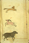 Folio 163b from Zakarīyā’ ibn Muḥammad al-Qazwīnī's Ajā’ib al-makhlūqāt wa-gharā’ib al-mawjūdāt (Marvels of Things Created and Miraculous Aspects of Things Existing) featuring a fox (tha‘lab), a goat, and a wart-hog. The thin, brittle, lightly glossed, fibrous, yellow-brown paper has horizontal laid lines. The illustrations are set within frames of two red and one blue lines.