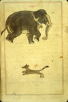 Folio 167b from Zakarīyā’ ibn Muḥammad al-Qazwīnī's Ajā’ib al-makhlūqāt wa-gharā’ib al-mawjūdāt (Marvels of Things Created and Miraculous Aspects of Things Existing) featuring above: an elephant labeled sanbad, 'an apparition'. below: a fox-like animal labeled sinjab, usually meaning an ermine or some type of squirrel. The thin, brittle, lightly glossed, fibrous, yellow-brown paper has horizontal laid lines. The illustrations are set within frames of two red and one blue lines.
