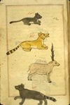Folio 169a from Zakarīyā’ ibn Muḥammad al-Qazwīnī's Ajā’ib al-makhlūqāt wa-gharā’ib al-mawjūdāt (Marvels of Things Created and Miraculous Aspects of Things Existing) featuring four mammals: a small gray cat labeled sannur al-barr ('the desert cat'), a yellow long-tailed dog-like animal labeled sher or 'lion', a pink spotted antelope, and a black spotted feline with bushy tail labelled dab' or 'hyena'. The thin, brittle, lightly glossed, fibrous, yellow-brown paper has horizontal laid lines. The illustrations are set within frames of two red and one blue lines.