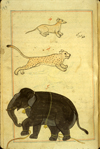 Folio 171a from Zakarīyā’ ibn Muḥammad al-Qazwīnī's Ajā’ib al-makhlūqāt wa-gharā’ib al-mawjūdāt (Marvels of Things Created and Miraculous Aspects of Things Existing) featuring three animals: a dog-like animal labeled filw (meaning a colt of a horse or ass) at the top, a pink cheetah (fahd) in the middle, and at the bottom an elephant (fil). The thin, brittle, lightly glossed, fibrous, yellow-brown paper has horizontal laid lines. The illustrations are set within frames of two red and one blue lines.