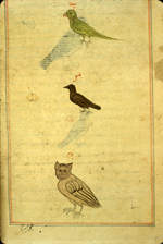 Folio 177b from Zakarīyā’ ibn Muḥammad al-Qazwīnī's Ajā’ib al-makhlūqāt wa-gharā’ib al-mawjūdāt (Marvels of Things Created and Miraculous Aspects of Things Existing) featuring a green parrot (baygha), a nightingale (bulbul), and an owl (bum). The thin, brittle, lightly glossed, fibrous, yellow-brown paper has horizontal laid lines. The illustrations are set within frames of two red and one blue lines.