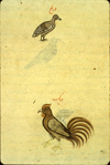 A section of folio 181b from Zakarīyā’ ibn Muḥammad al-Qazwīnī's Ajā’ib al-makhlūqāt wa-gharā’ib al-mawjūdāt (Marvels of Things Created and Miraculous Aspects of Things Existing) featuring a cock and (above) a partridge (darraj). The thin, brittle, lightly glossed, fibrous, yellow-brown paper has horizontal laid lines.