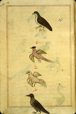 Folio 185a from Zakarīyā’ ibn Muḥammad al-Qazwīnī's Ajā’ib al-makhlūqāt wa-gharā’ib al-mawjūdāt (Marvels of Things Created and Miraculous Aspects of Things Existing) featuring four birds: a starling (zurzur), a crested flying bird (zamaj, usually a type of eagle), a quail (sumaná), and a falcon (sunqur). The thin, brittle, lightly glossed, fibrous, yellow-brown paper has horizontal laid lines. The illustrations are set within frames of two red and one blue lines.