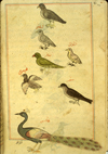 Folio 185b from Zakarīyā’ ibn Muḥammad al-Qazwīnī's Ajā’ib al-makhlūqāt wa-gharā’ib al-mawjūdāt (Marvels of Things Created and Miraculous Aspects of Things Existing) featuring a peacock with six smaller birds above, including a green parrot, a shahin (a white falcon), a pigeon (shafnin), a green magpie (shiqraq), and a raptor (saqr, any bird of prey). The thin, brittle, lightly glossed, fibrous, yellow-brown paper has horizontal laid lines. The illustrations are set within frames of two red and one blue lines.