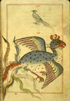 Folio 187b from Zakarīyā’ ibn Muḥammad al-Qazwīnī's Ajā’ib al-makhlūqāt wa-gharā’ib al-mawjūdāt (Marvels of Things Created and Miraculous Aspects of Things Existing) featuring a simurgh (‘anqa', a mythical bird) and, above, a bird that appears to be a hoopoe but is labeled 'aq'aq (magpie). The thin, brittle, lightly glossed, fibrous, yellow-brown paper has horizontal laid lines. The illustrations are set within frames of two red and one blue lines.