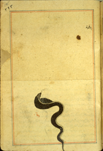 Folio 195a from Zakarīyā’ ibn Muḥammad al-Qazwīnī's Ajā’ib al-makhlūqāt wa-gharā’ib al-mawjūdāt (Marvels of Things Created and Miraculous Aspects of Things Existing) featuring a cobra. The thin, brittle, lightly glossed, fibrous, yellow-brown paper has horizontal laid lines. The illustrations are set within frames of two red and one blue lines.