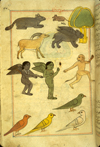 Folio 47a from Zakarīyā’ ibn Muḥammad al-Qazwīnī's Ajā’ib al-makhlūqāt wa-gharā’ib al-mawjūdāt (Marvels of Things Created and Miraculous Aspects of Things Existing) featuring creatures from the Island of Zanj (jazirah-i Zanj), including gray and green winged humanoids. The thin, brittle, lightly glossed, fibrous, yellow-brown paper has horizontal laid lines. The illustrations are set within frames of two red and one blue lines.