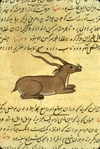 A section of folio 50a from Zakarīyā’ ibn Muḥammad al-Qazwīnī's Ajā’ib al-makhlūqāt wa-gharā’ib al-mawjūdāt (Marvels of Things Created and Miraculous Aspects of Things Existing) featuring an oryx-like creature with small tusks. The thin, brittle, lightly glossed, fibrous, yellow-brown paper has horizontal laid lines.
